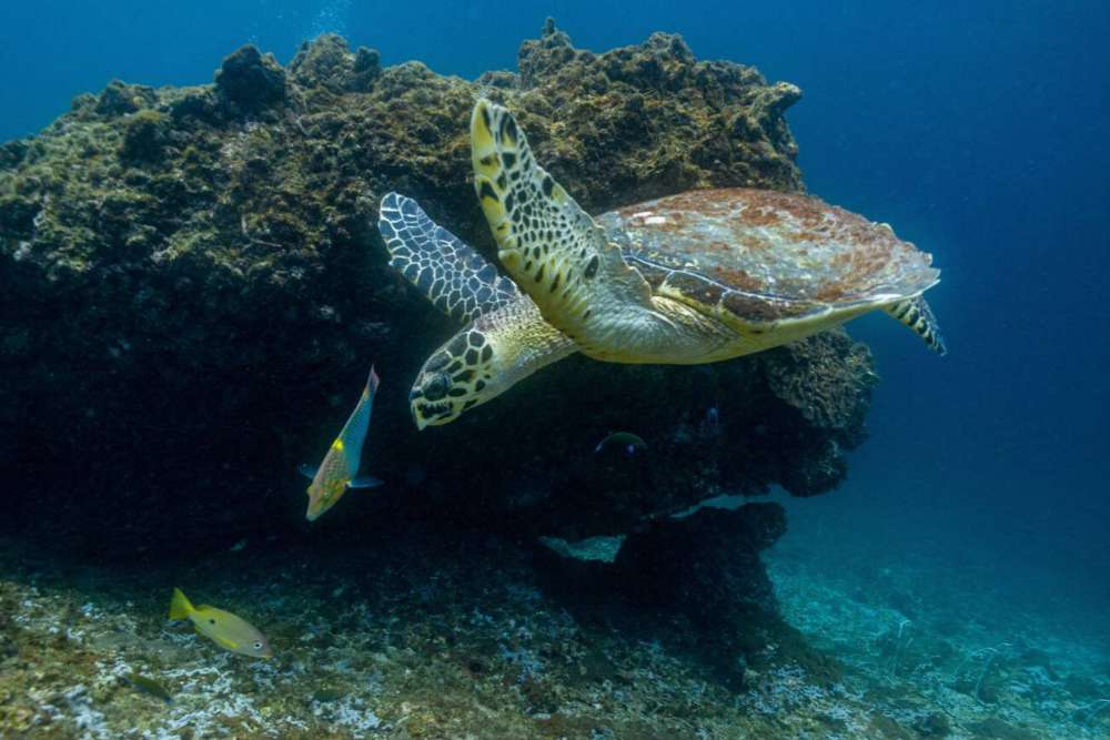 Tortues marines sous la mer de l'île de Koh Phi Phi